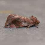 73.217 - Lunar-spotted Pinion