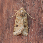 73.193 - Lunar Underwing