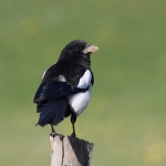 Magpie