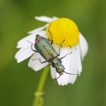 Malachite Beetle