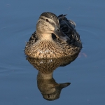 Mallard