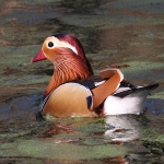 Mandarin