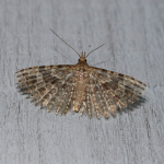 Alucitidae