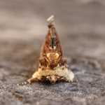 71.022 - Maple Prominent