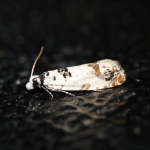 49.269 - Eucosma campoliliana