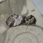 71.010 - Marbled Brown