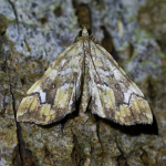 63.119 - Musotima nitidalis