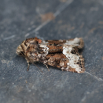 73.173/174/175 - Marbled Minor agg.