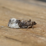 49.156 - Hedya nubiferana