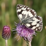 Marbled White