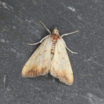 63.058 - Evergestis extimalis