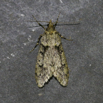 Chimabachidae