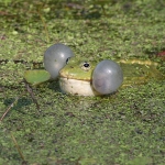 Amphibians