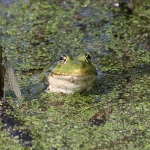 Marsh Frog