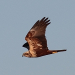 Marsh Harrier