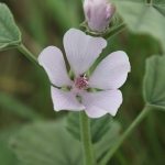 Marsh Mallow