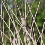 Marsh Warbler