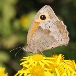 Meadow Brown