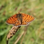Meadow Fritillary