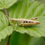 Meadow Grasshopper