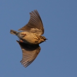 Pipits