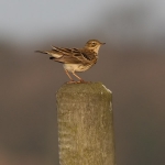 Meadow Pipit