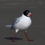 Mediterranean Gull