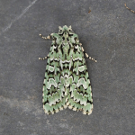 Noctuidae