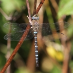 Migrant Hawker