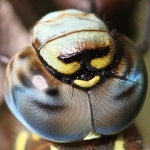 Damselflies & Dragonflies