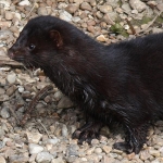 Mink