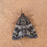 72.077 - Minsmere Crimson Underwing