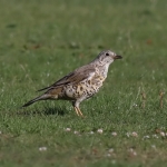 Mistle Thrush