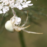 Misumena vatia