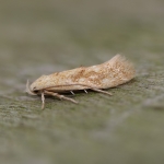 40.002 - Mompha ochraceella