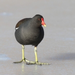 Moorhen