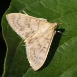 63.038 - Patania ruralis
