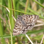 72.084 - Mother Shipton