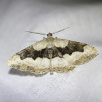 70.265 - Mottled Beauty