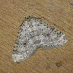 70.101 - Mottled Grey