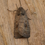 73.092 - Mottled Rustic