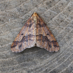 70.256 - Mottled Umber