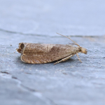 49.315 - Dichrorampha simpliciana