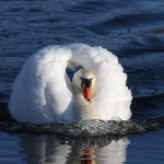 Swans
