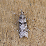 63.069 - Eudonia angustea