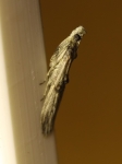 Pyralidae