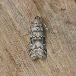 62.025 - Dioryctria abietella