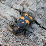 Nicrophorus interruptus
