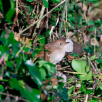 Nightingale