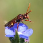 Wasps